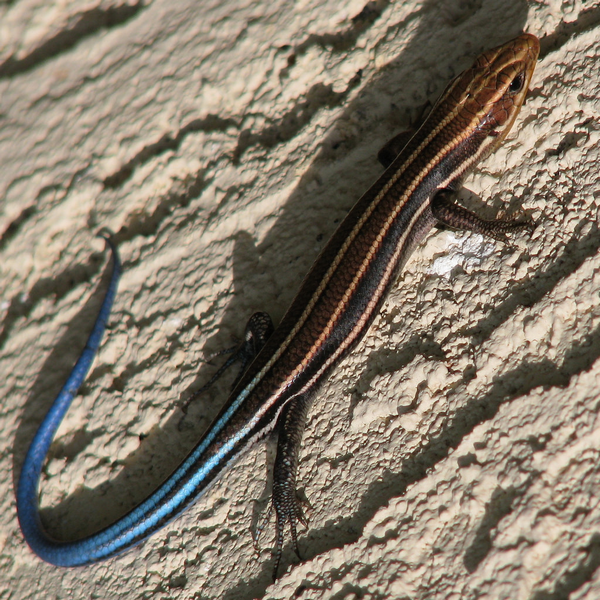 5-Lined Skink - they're all over & FAST; Bailey chases & never catches them